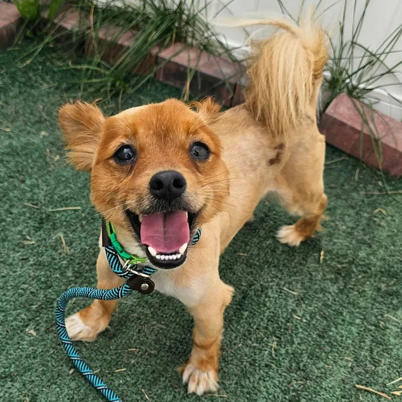 A young small-sized male Pomeranian dog named Fluffy Puppy for adoption in Minooka, IL