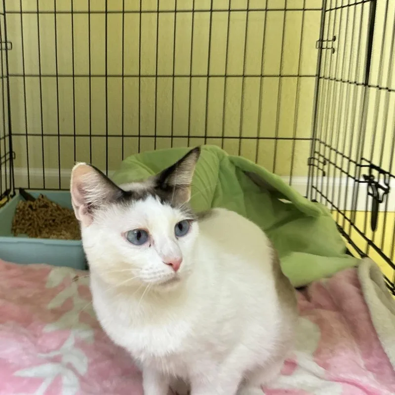 A young small-sized female White Snowshoe cat named Justine for adoption in Midland, TX