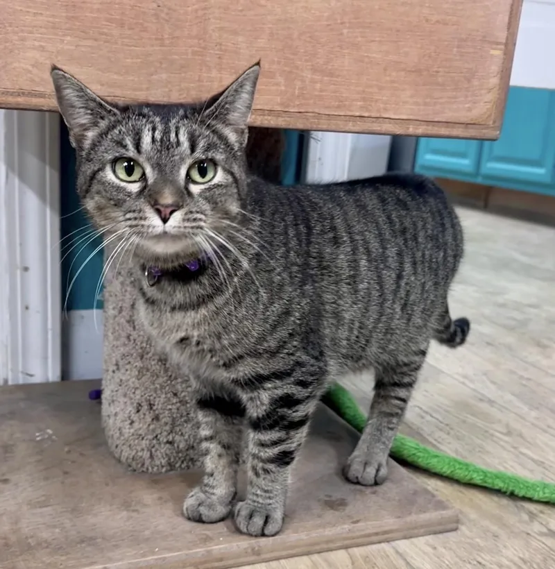 An adult medium-sized female Tabby (Gray / Blue / Silver) Tabby cat named Stella for adoption in Scottsburg, IN