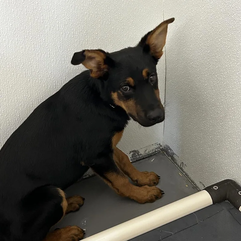 A baby small-sized male Black Mixed Breed dog named Galaxy for adoption in Jupiter, FL