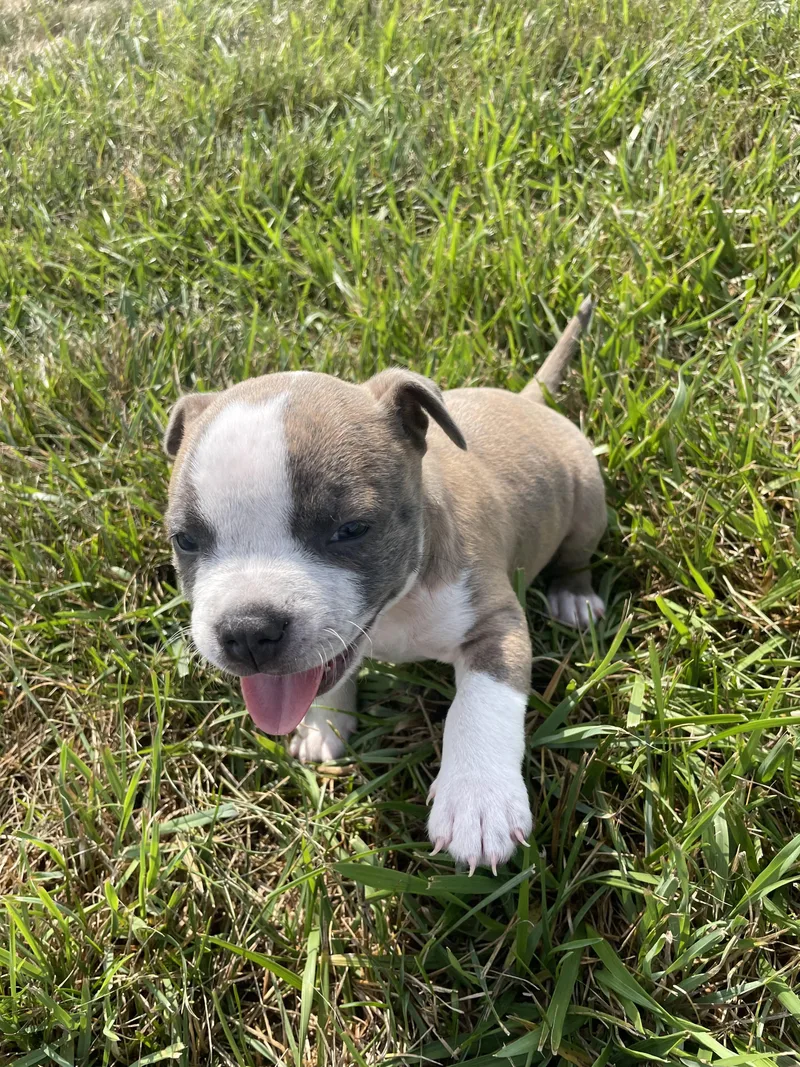 A baby large-sized female Pit Bull Terrier dog named Maisey for adoption in Hamilton, NJ