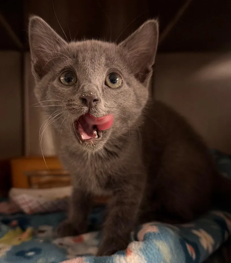 A baby small-sized female Domestic Short Hair cat named Taxi Cab for adoption in Ocala, FL