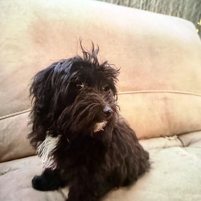 A baby medium-sized female Black Maltese dog named Indy for adoption in Redlands , CA