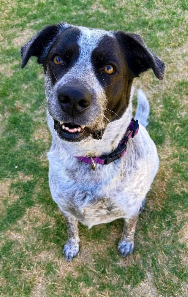 A young large-sized female Tricolor (Brown, Black, & White) German Wirehaired Pointer dog named Bailey for adoption in Shawnee, OK