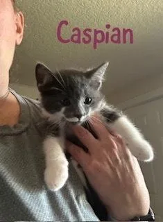 Caspian thumbnail 3