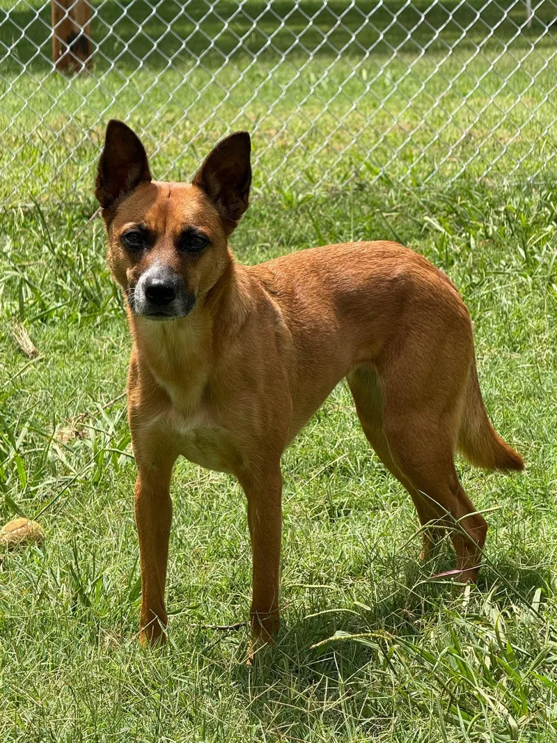 An adult medium-sized female Terrier dog named Goblynn for adoption in Stillwater, OK
