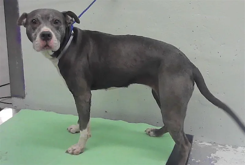 A young medium-sized female Staffordshire Bull Terrier dog named Lala for adoption in Houston, TX