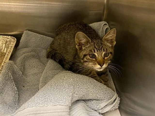 A baby small-sized female Domestic Short Hair cat named Hoppy for adoption in Tustin, CA