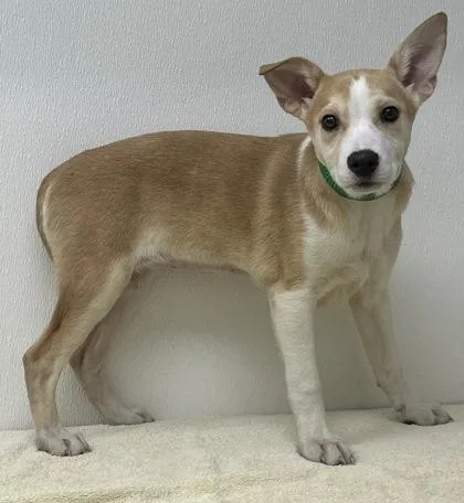 A young medium-sized female Pit Bull Terrier dog named Aspen for adoption in Phoenix, AZ