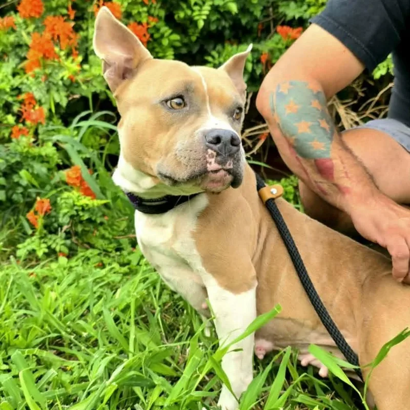 An adult medium-sized female American Staffordshire Terrier dog named Luna for adoption in PLAINFIELD, CT