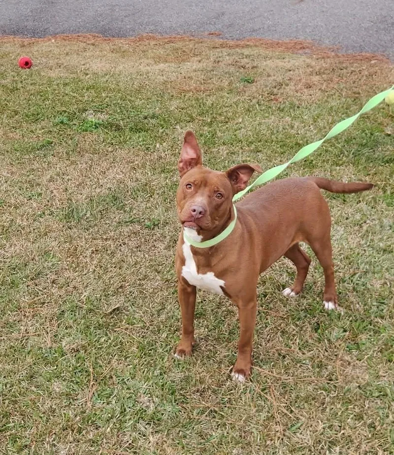 An adult large-sized female Pit Bull Terrier dog named Rouge Louisiana for adoption in Rockaway, NJ