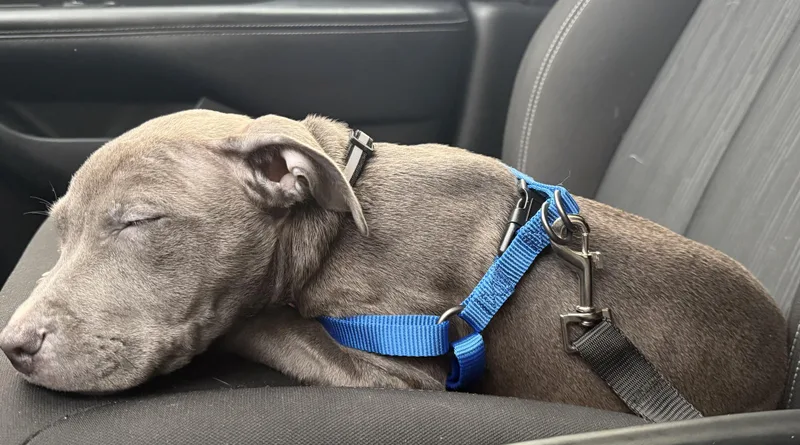 A young small-sized male Pit Bull Terrier dog named Benny for adoption in Bloomfield Hills, MI