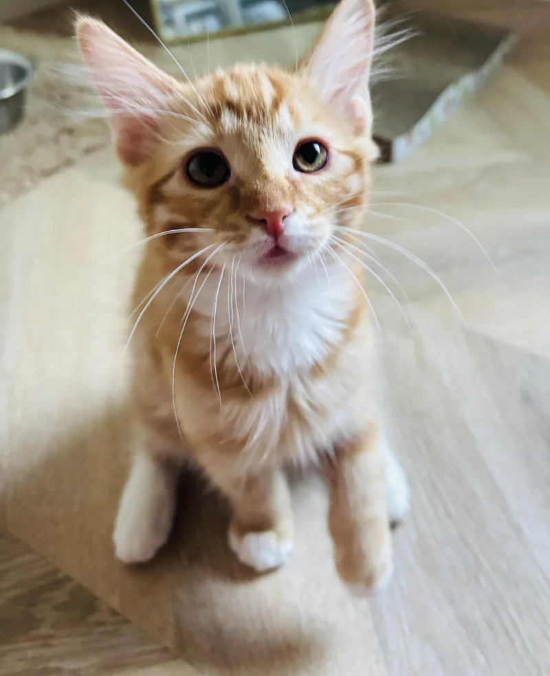 Julius