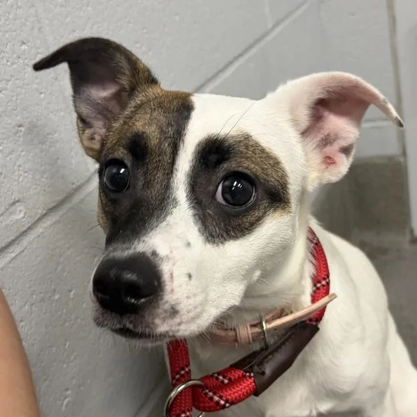 A young small-sized female Terrier dog named Rumi for adoption in Des Moines, IA