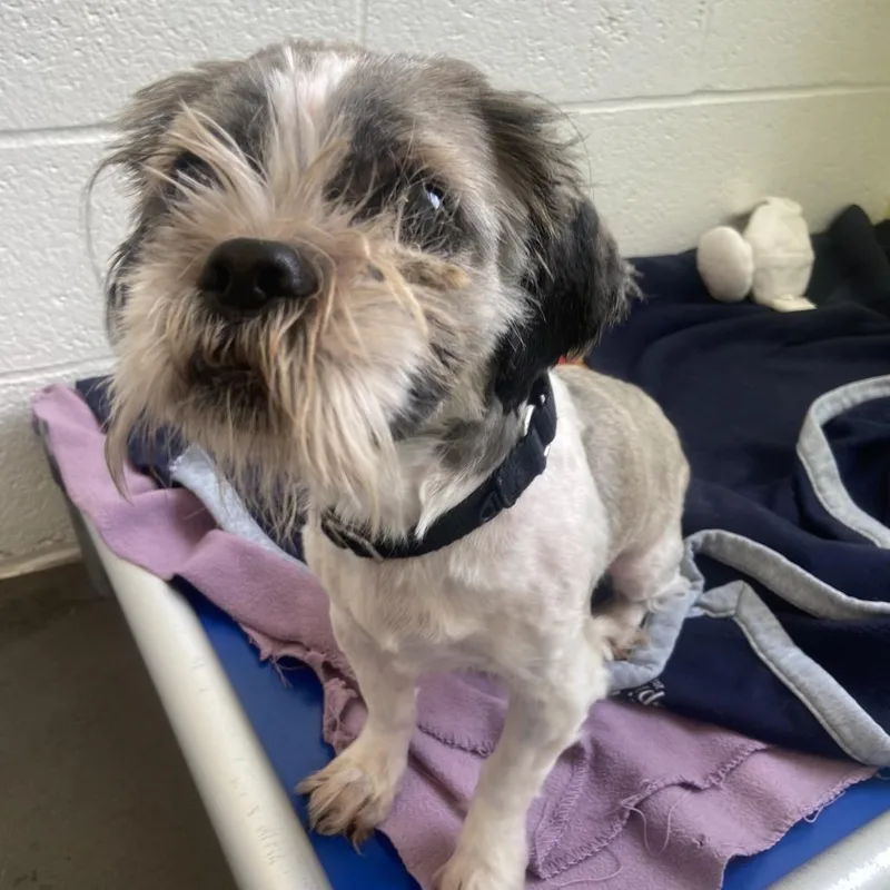 An adult small-sized male Brown / Chocolate Mixed Breed dog named Lil Crust for adoption in Pittsburgh, PA