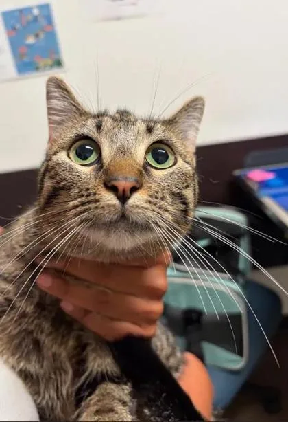An adult small-sized female Domestic Short Hair cat named Daisy for adoption in Atlanta, GA