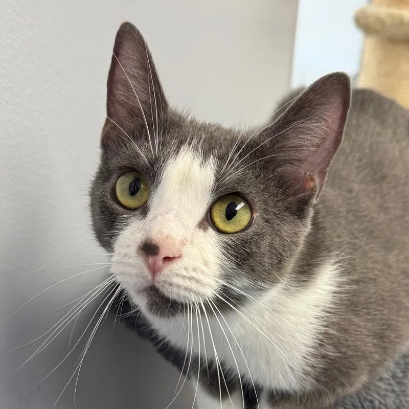A young medium-sized female Gray / Blue / Silver Domestic Short Hair cat named Lavender for adoption in Zimmerman, MN