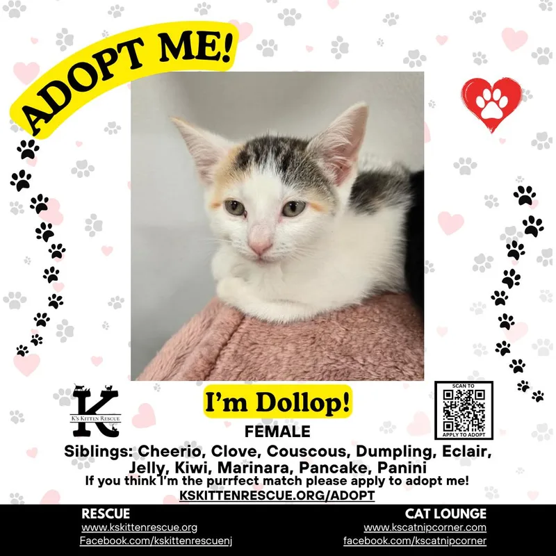 A baby medium-sized female Calico Domestic Short Hair cat named Dollop for adoption in Brick, NJ