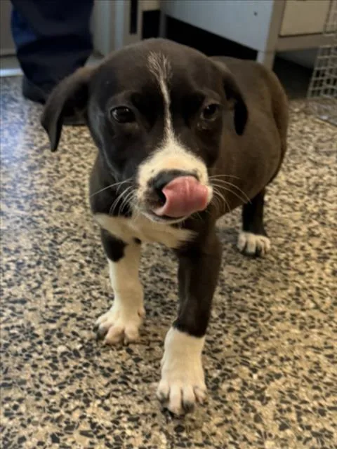 A baby medium-sized male Pit Bull Terrier dog named Dexter for adoption in Tracy, CA