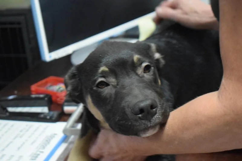A baby medium-sized male German Shepherd Dog dog named Gunther for adoption in Pahrump, NV