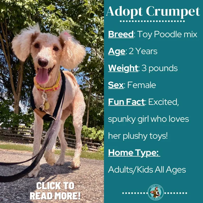 Crumpet thumbnail 2
