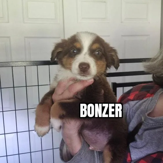 A baby medium-sized male Australian Shepherd dog named Bonzer for adoption in Olympia, WA