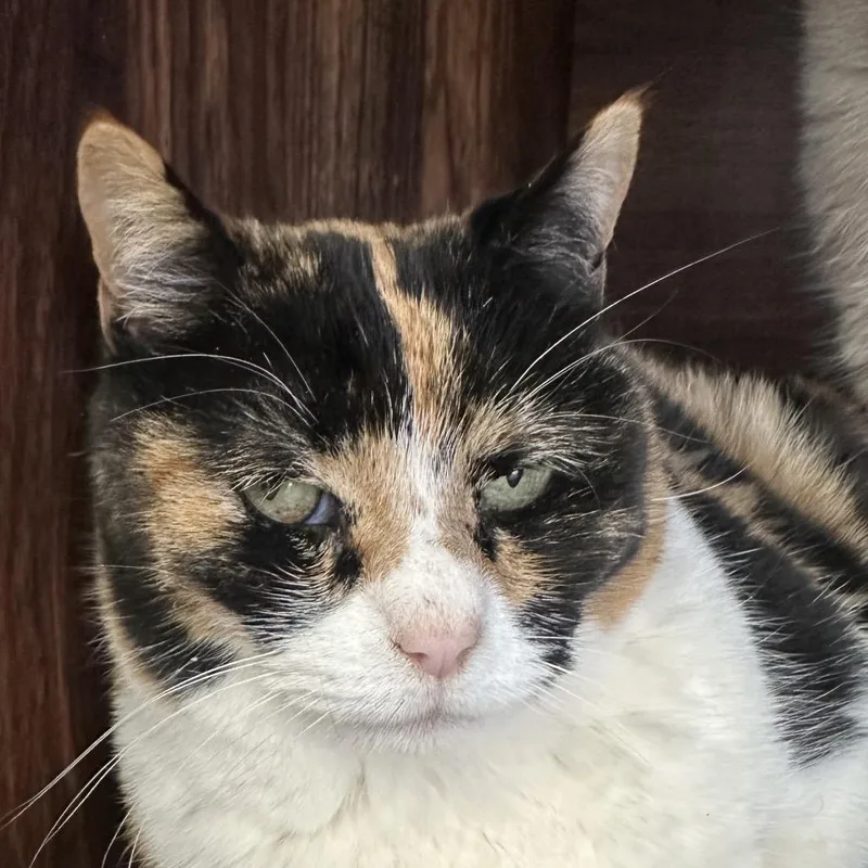 A senior medium-sized female Calico Domestic Short Hair cat named Brownie for adoption in Park City, UT
