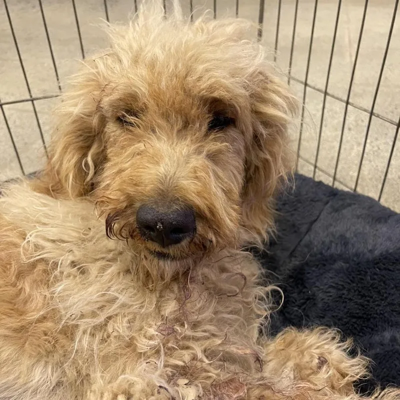An adult medium-sized female Golden Retriever dog named Caramel for adoption in Apple Valley, CA