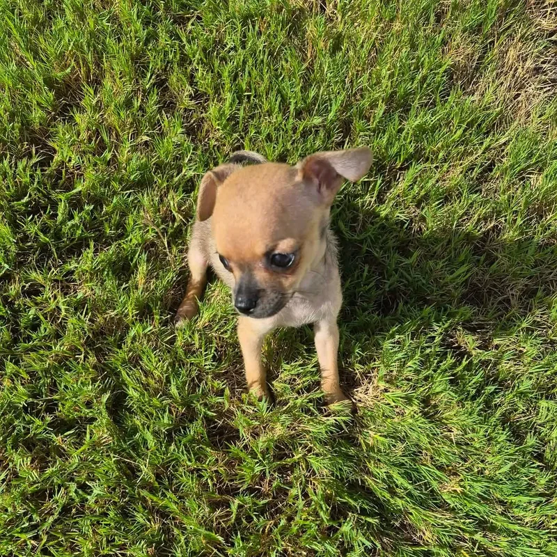 A baby small-sized female Apricot / Beige Chihuahua dog named Dixie for adoption in Warren, RI