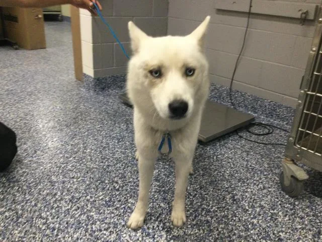 An adult large-sized male Siberian Husky dog named Casper for adoption in Thousand Palms, CA