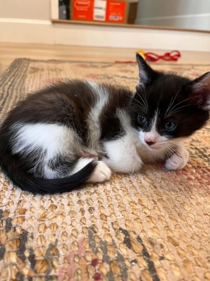 A baby small-sized female Domestic Short Hair cat named Rigatoni for adoption in Hull, MA
