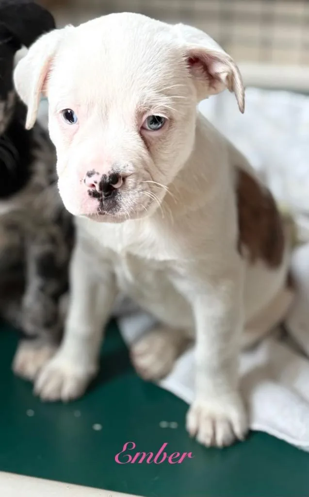 A baby medium-sized female Australian Shepherd dog named Ember for adoption in St. Augustine, FL