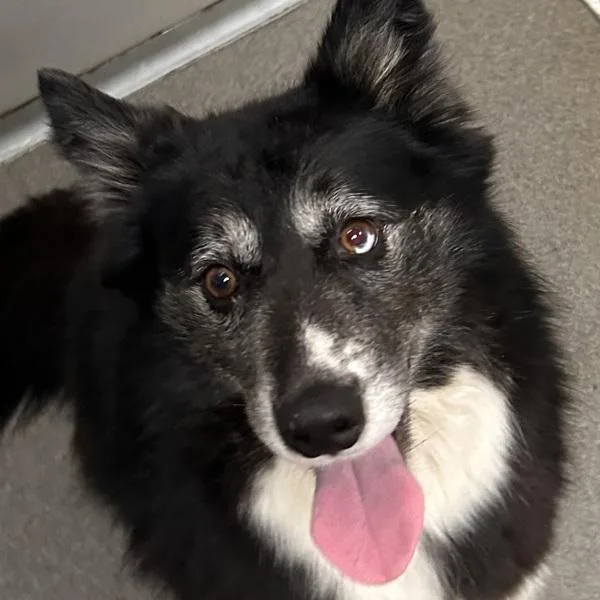 Chrome  Bonded Buddy