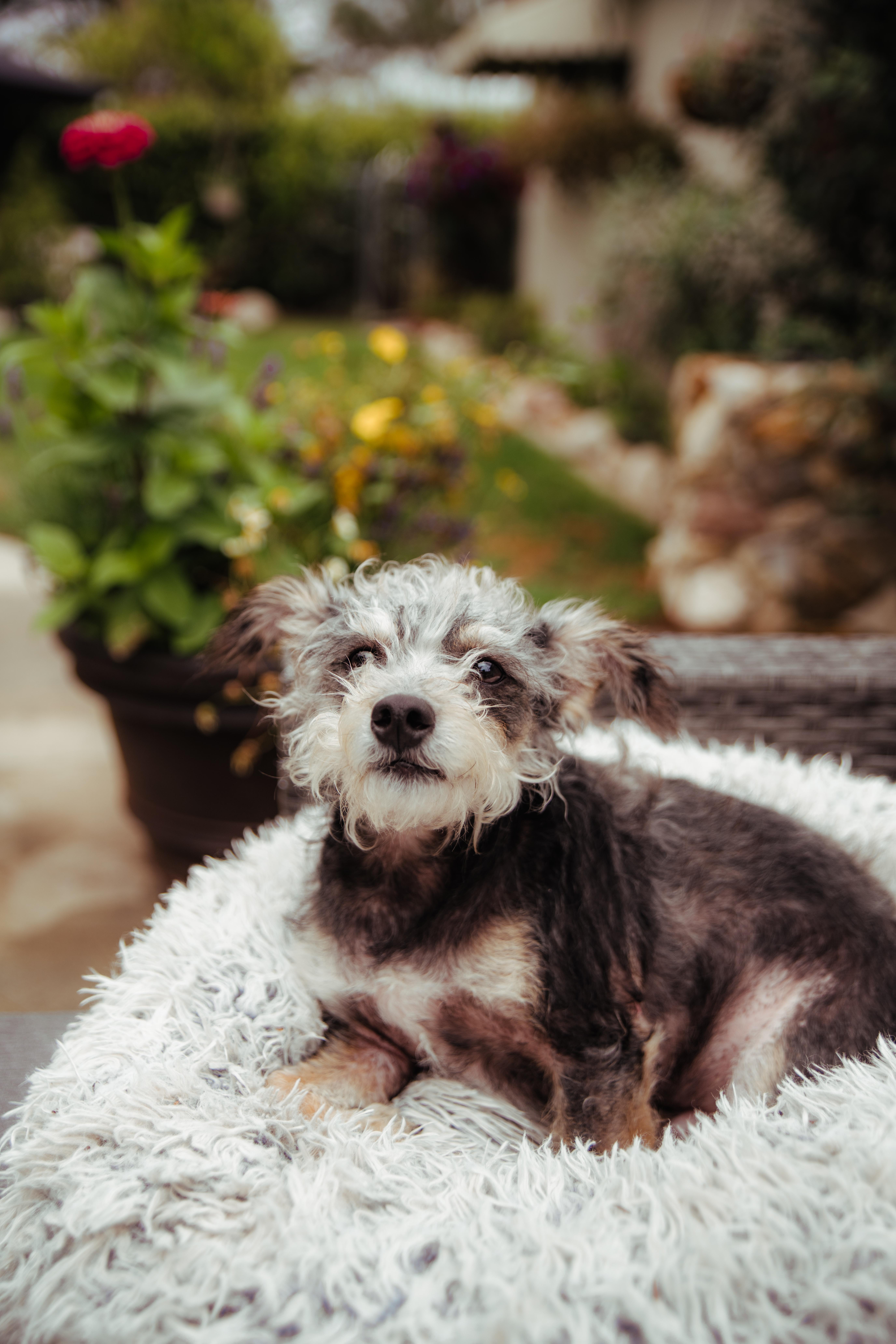 An adult small-sized male Tricolor (Brown, Black, & White) Miniature Schnauzer dog named Remi for adoption in West Hollywood, CA