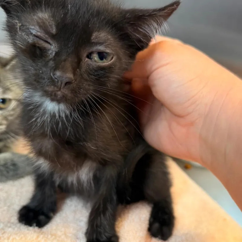 A baby small-sized male Black Domestic Short Hair cat named Cucumber for adoption in Madisonville, TN