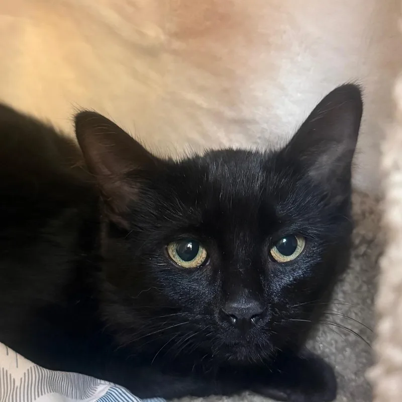 A baby small-sized female Black Domestic Short Hair cat named Ceramic Butler Campus for adoption in Flagstaff, AZ