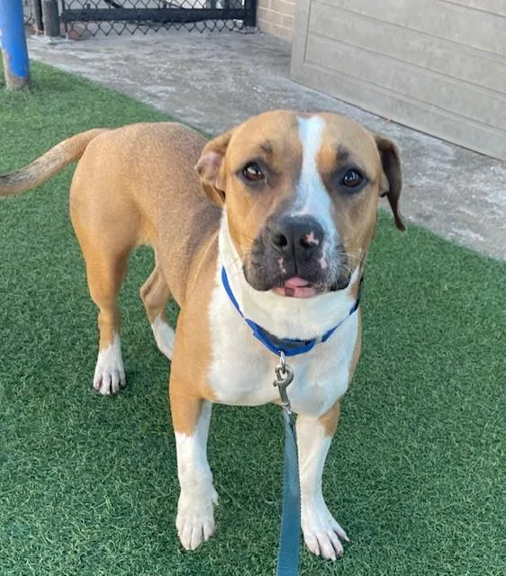 A young large-sized female Mixed Breed dog named Chula for adoption in Dallas, TX