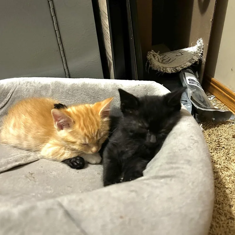 A baby small-sized male Orange / Red Domestic Short Hair cat named Tomatillo for adoption in Wichita, KS