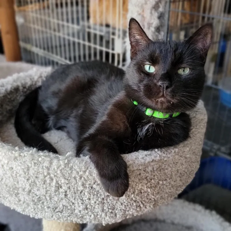 An adult medium-sized male Black & White / Tuxedo Domestic Short Hair cat named B.b. for adoption in Devils Lake, ND