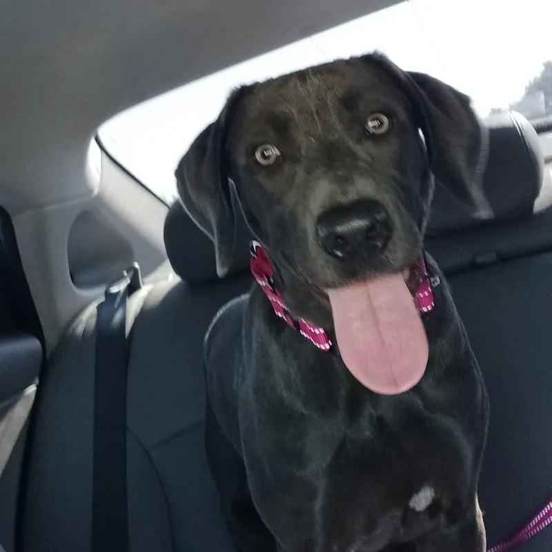 A young medium-sized female Pit Bull Terrier dog named Koala for adoption in Raleigh, NC