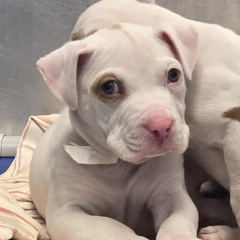 A baby small-sized male White / Cream Pit Bull Terrier dog named Rambo for adoption in Chesapeake, VA