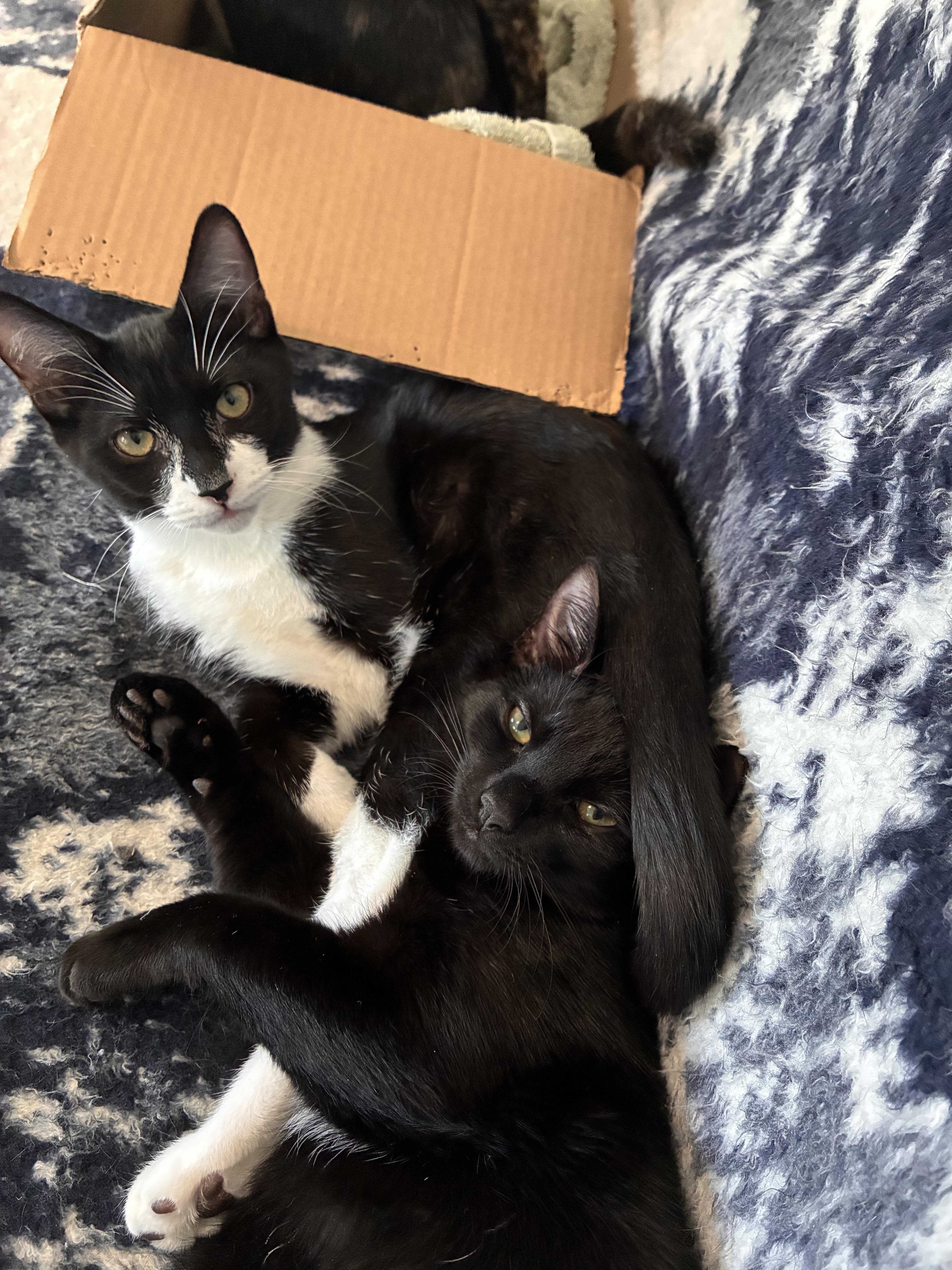 A baby medium-sized male Black & White / Tuxedo Domestic Short Hair cat named Warrior Cat Tallstar for adoption in Leesburg, VA