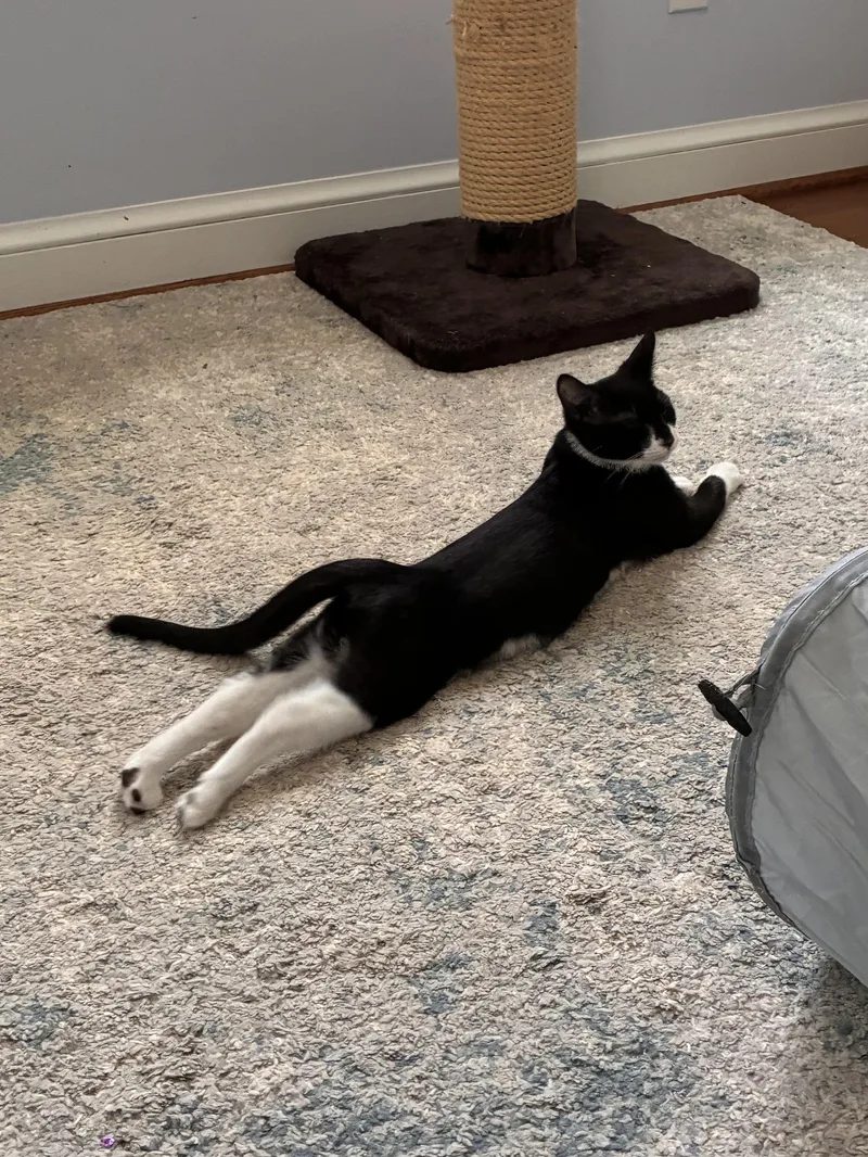 Warrior Cat Tallstar thumbnail 3