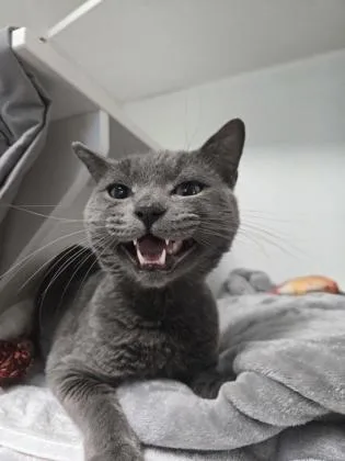 An adult small-sized male Domestic Short Hair cat named Catticus for adoption in Savannah, GA