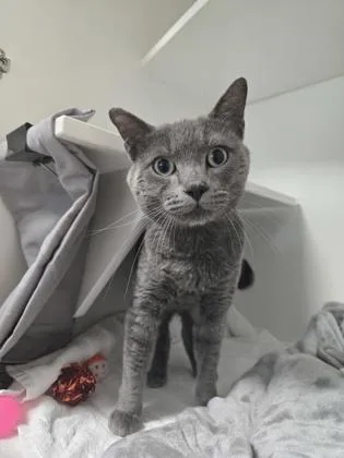 Catticus thumbnail 2