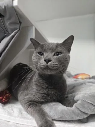 Catticus thumbnail 3