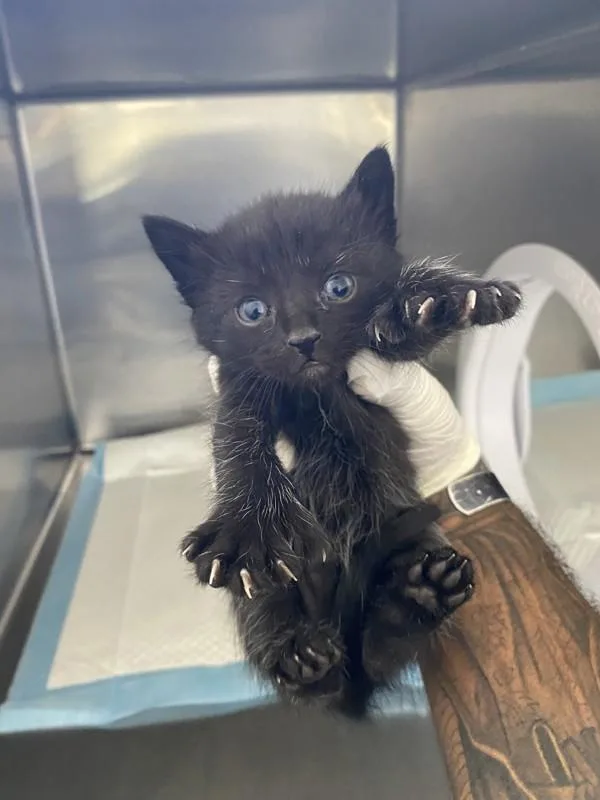 A baby small-sized male Domestic Short Hair cat named Buster for adoption in Victorville, CA