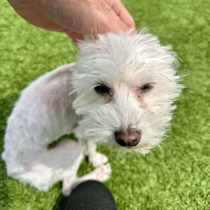 An adult small-sized female White / Cream Mixed Breed dog named Octavia for adoption in Matteson, IL