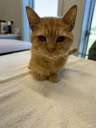 An adult medium-sized male Domestic Medium Hair cat named Pickles for adoption in Lafayette, IN