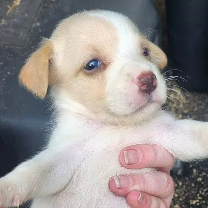 A baby medium-sized male White / Cream Mixed Breed dog named Etienne for adoption in Williston, FL